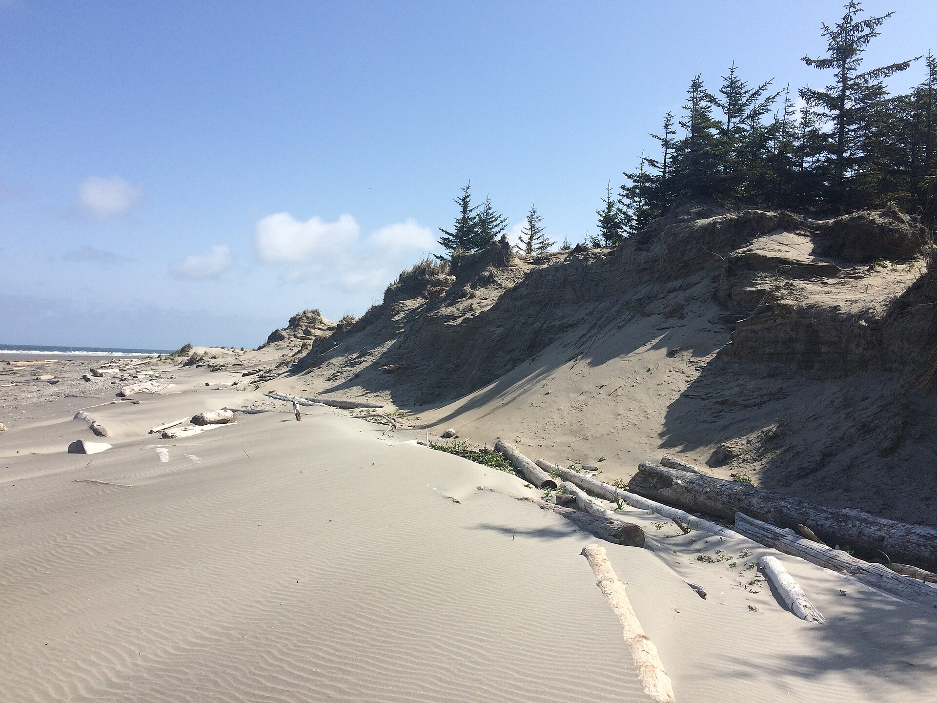 Wind-carved sand dunes scattered with driftwood logs and young spruce