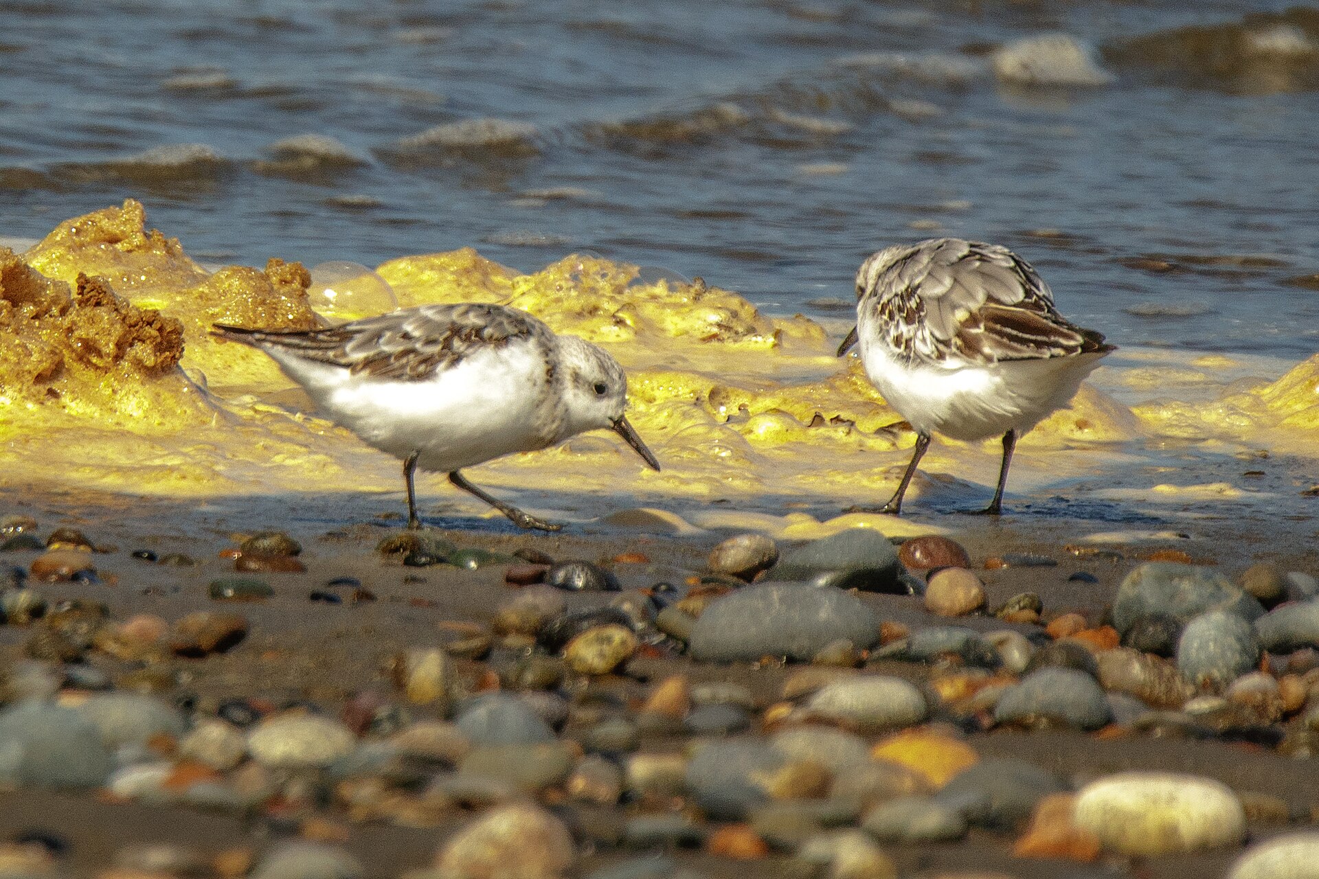 Two sanderlings feeding along the tide line among wet pebbles